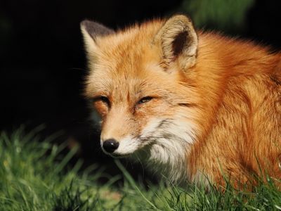 Fox