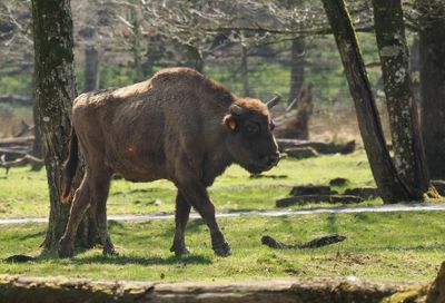 European bison