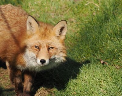 Fox