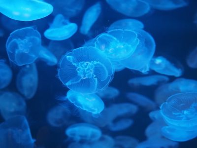 Vancouver Stanley Park Aquarium - Jellyfish