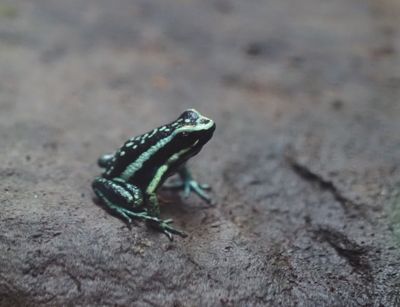 Vancouver Stanley Park Aquarium - Pleasing venomous frog