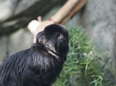Vancouver Stanley Park Aquarium - monkey