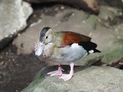 Vancouver Stanley Park - Ringed teal - Callonetta leucophrys