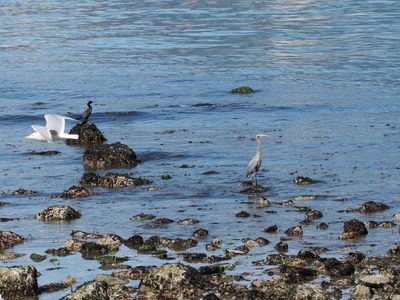 Vancouver Stanley Park - heron and cormorant photobombed by gull