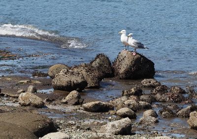 Vancouver Stanley Park - gulls