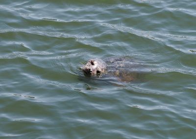 Vancouver harbour - seal