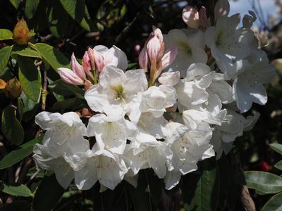 Vancouver - University of British Columbia - rhododendron