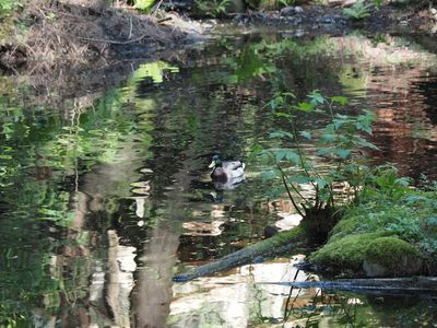 Vancouver - Capilano - Mallard duck