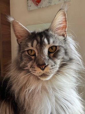 Cats
