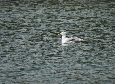 Herring gull bidding the Roald Amundsen farewell