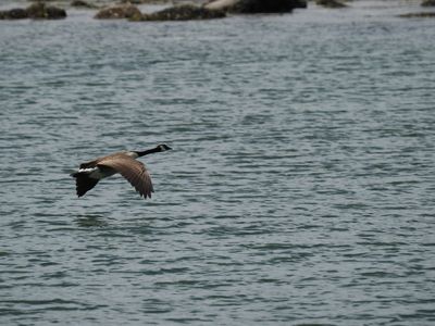 Canada goose accompanying the Roald Amundsen ship as she is leaving Vancouver