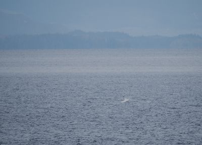 Telltale signs of whale presence