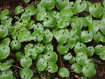 Tongass National forest - vibrant growth in temperate rainforest