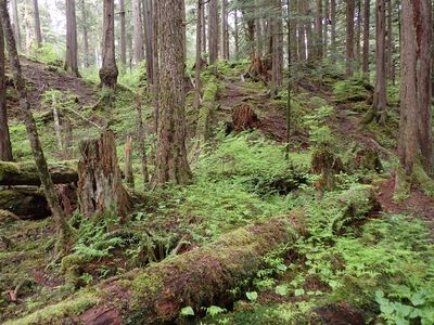 Tongass National forest - vibrant growth in temperate rainforest