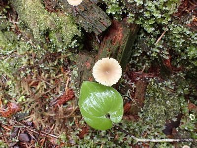 Tongass National forest - vibrant growth in temperate rainforest