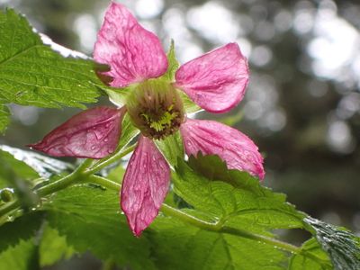 Tongass National forest - vibrant growth in temperate rainforest