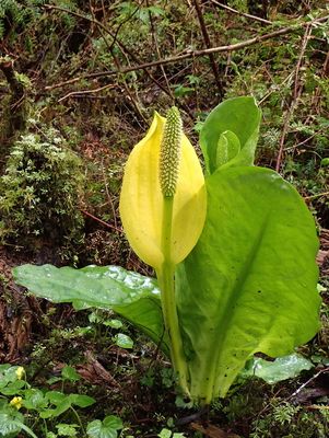 Tongass National forest - skunk cabbage - vibrant growth in temperate rainforest