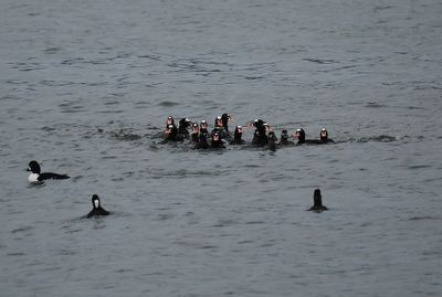 Surf scoters with a few Barrow's goldeneye or bufflehead geese in front