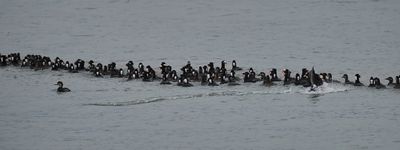 Surf scoter line up - with one a little late