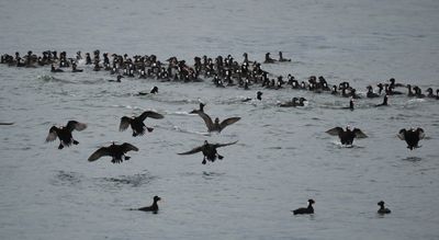 Surf scoters - with enviable levels of energy