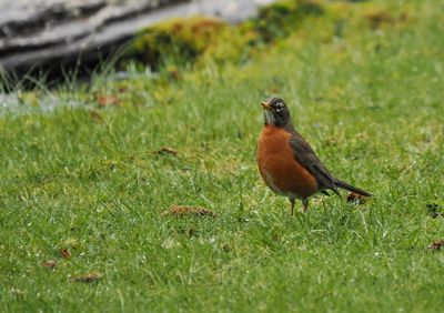 American robin
