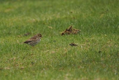 Savannah sparrow