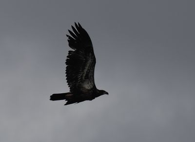 Sub adult bald eagle