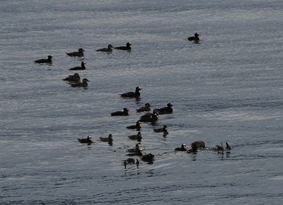 Surf scoters