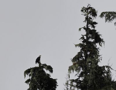 Bald eagle
