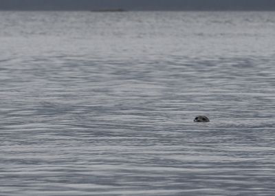 Eyes in the ocean
