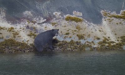Tracy Arm - black bear