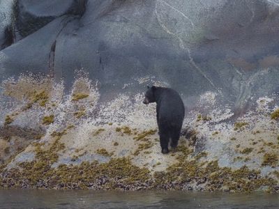 Tracy Arm - black bear