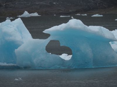 Tracy Arm - gull