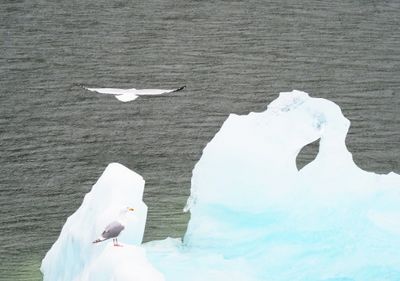 Tracy Arm - gulls