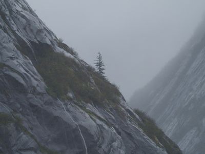 Tracy Arm - harsh conditions for vegetation growth