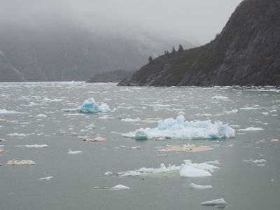 Tracy Arm - floating ice