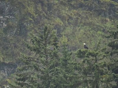 Bald eagle surveying Tracy Arm