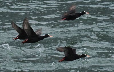 Surf scoters - in a rush