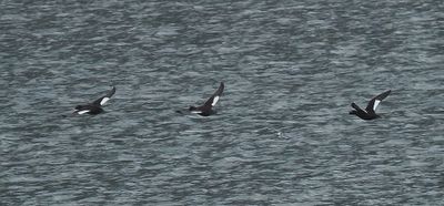 Tracy Arm - white-winged scoters