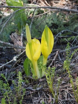 Skunk cabbage