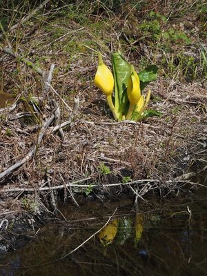 Skunk cabbage