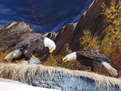 Haines Natural History Museum and bird sanctuary - taxidermy