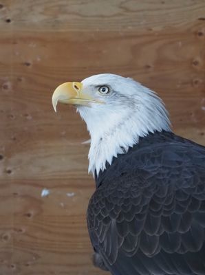 Haines Natural History Museum and bird sanctuary - injured bald eagle being looked after