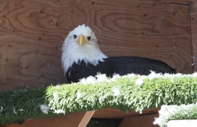 Haines Natural History Museum and bird sanctuary - injured nesting bald eagle being looked after