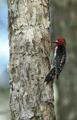 Red-breasted sapsucker - sphyrapicus ruber