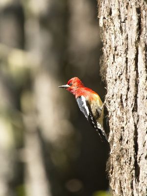 Red-breasted sapsucker - sphyrapicus ruber