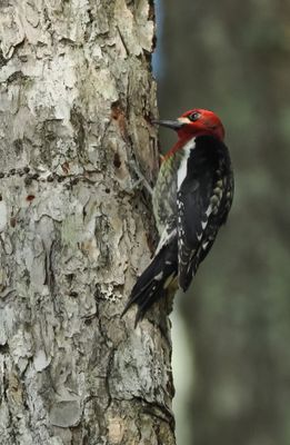 Red-breasted sapsucker - sphyrapicus ruber
