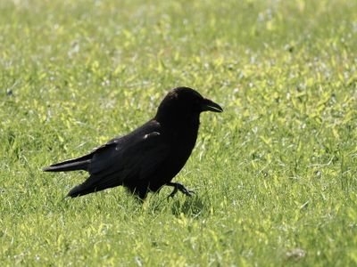 Crow striding purposefully through Haines