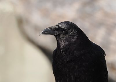 North western crow