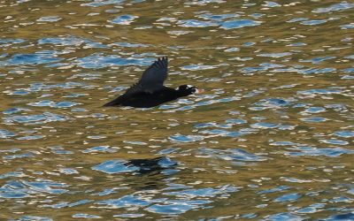 Surf scoter - in a hurry